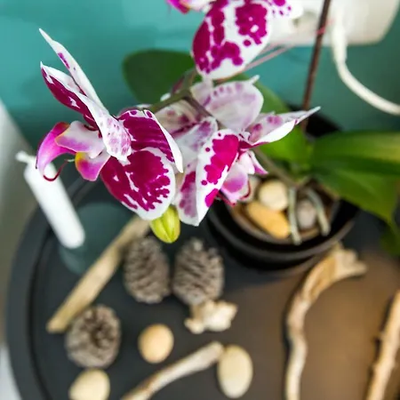 Apartment Sweet *